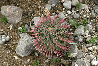 CAR 0067 Ferocactus gracilis.jpg
