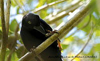AAKVDH 0184 Cyanocorax beecheii.JPG