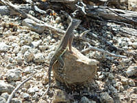 JLE0005 Cophosaurus texanus.jpg