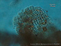 UNAMGAMZ-45 Merismopedia tenuissima.jpg