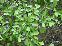 MRG-2017-334 Phaulothamnus spinescens (MEGA-10ago17-c).JPG