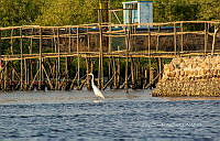 FBA0986 Ardea alba.jpg