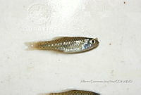 HE009 P 0267 Lucania parva.JPG