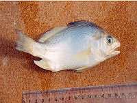 JMHS0006 Bairdiella ronchus.jpg