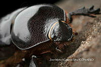 MN6PG0202 Xyloryctes thestalus.jpg
