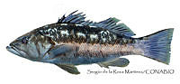 SRM0153 Paralabrax clathratus.jpg