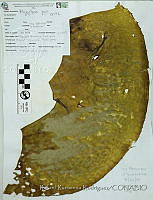 RRR0190 Pelagophycus porra.JPG