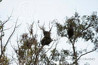 PRB0116 Eucalyptus camaldulensis.jpg