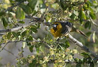 AAKVDH 0045 Icterus pustulatus.JPG