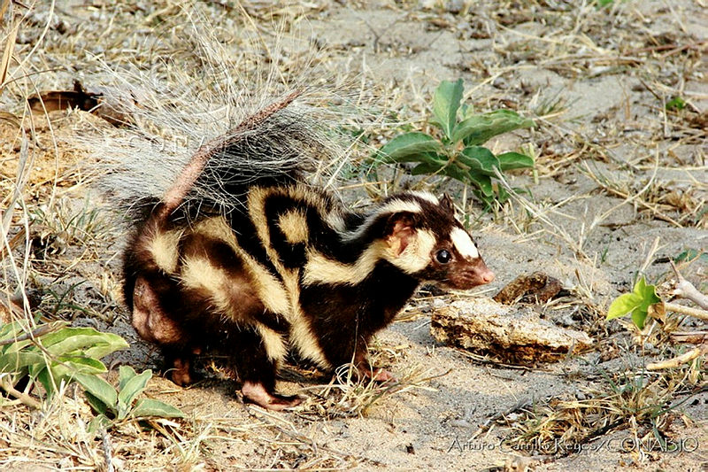 ACR0039%20Spilogale%20angustifrons.jpg.kCemt4H0MUmNPWlhQA3g0JtbmFja29CbnFuZ3NAbXJ6LGtwZwA.Au8rgXwec2