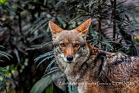 ZAPF0008 Canis latrans.jpg