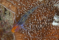 CCK0246 Elacatinus puncticulatus.jpg