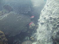 VDLCF1259 Myripristis jacobus.jpg