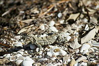 IDG1161 Ctenosaura similis.jpg