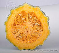 IMDOC2918 Cucurbita pepo.jpg
