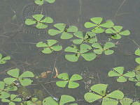 JRBBFM026-153 Marsilea macropoda.jpg