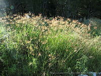 JVR0043 Chloris gayana.jpg