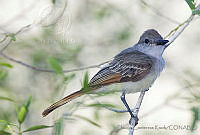 CCK0070 Myiarchus tyrannulus.jpg