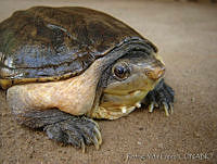 RVL0237 Staurotypus salvini.jpg