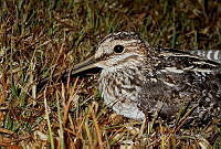 MGaves 777 Gallinago delicata.jpg