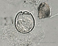 BDP0156 Sinophysis canaliculata.jpg