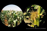 FGM0014 Zea mays.JPG