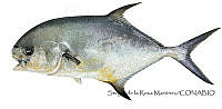 SRM0042 Trachinotus falcatus.jpg