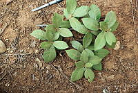 GFF0030 Quercus x dysophylla.JPG