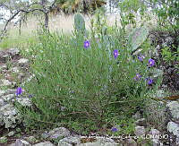 JJBC0300 Ipomoea stans.JPG