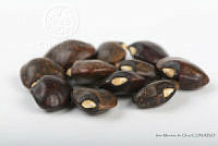 IMDOC2552 Phaseolus lunatus.jpg