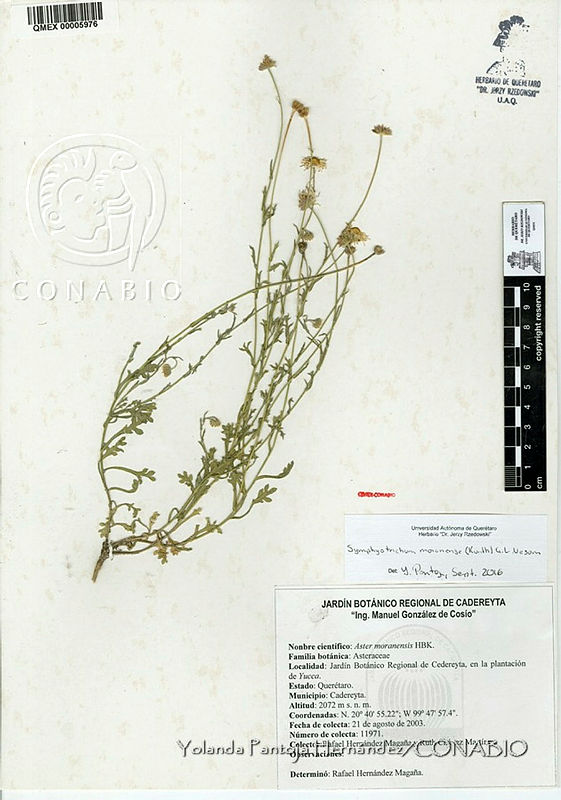 YPH3793%20Symphyotrichum%20moranense.jpg.rieZ2r31MdG7eelhQA3g0JtbmFja29CbnFuZ3NAbXJ6LGtwZwA.D7zOlke6n5