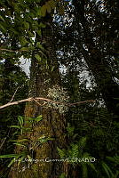 IDG1796 Ramalina farinacea.jpg