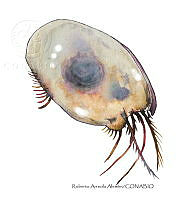 RAA0971 Ostracoda.jpg