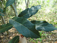 MRG-2017-105 Morisonia americana (MRG-30jun17-d).JPG