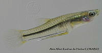 AAKVDH 0120 Poeciliopsis prolifica.JPG
