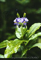 673 Tinantia erecta.jpg