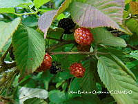 ZG007 0169 Opuntia ficus-indica Rubus ulimifolius.jpg