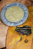 VHL0473 Craugastor hobartsmithi.jpg