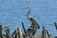 LRCP0061 Ardea herodias.jpg