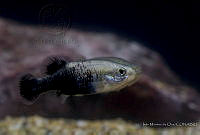 IMDOC2211 Allotoca dugesii.jpg