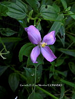 RG055 0047 Arthrostemma ciliatum.jpg