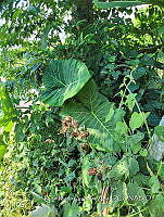 SG019 0121 Xanthosoma.jpg