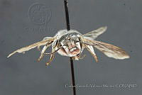CGVM1198 Megachile onobrychidis.jpg