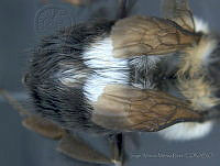 JAMR007 Bombus wilmattae.jpg
