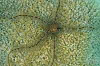 OAO0354 Ophiothrix suensonii.jpg