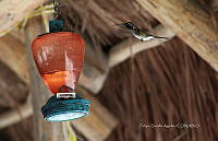 FBA0958 Doricha eliza.jpg