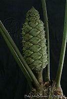 PJB0027 Ceratozamia hildae.jpg