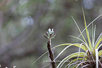 ZAPF0310 Crassulaceae.jpg