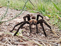 RE009 0036 Aphonopelma pallidum.jpg