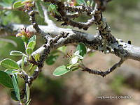 IRR 0036 Amelanchier denticulata.jpg